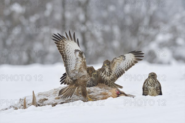 Three Steppe buzzards (Buteo buteo) on carcass of a red deer in winter