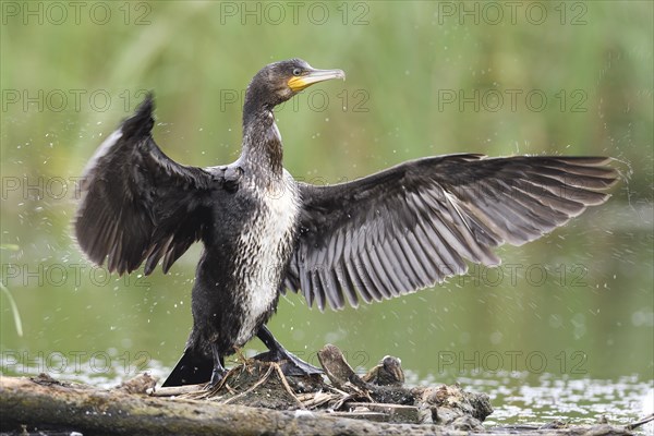 Great cormorant (Phalacrocorax carbo) shakes its feathers