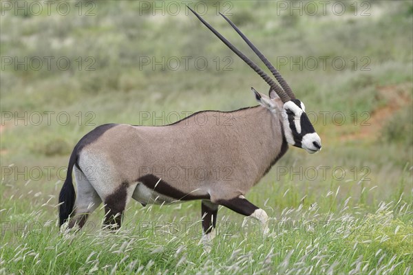 Gemsbok (Oryx gazella)