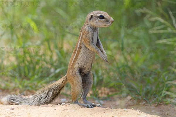 Cape ground squirrel (Xerus inauris)