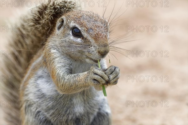 Cape ground squirrel (Xerus inauris)