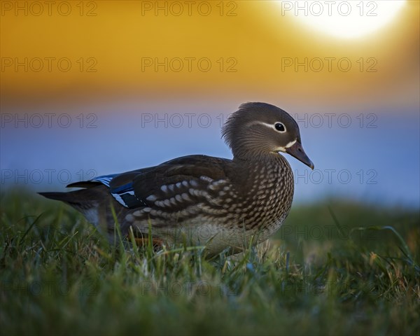 Mandarin duck (Aix galericulata) Females at sunset