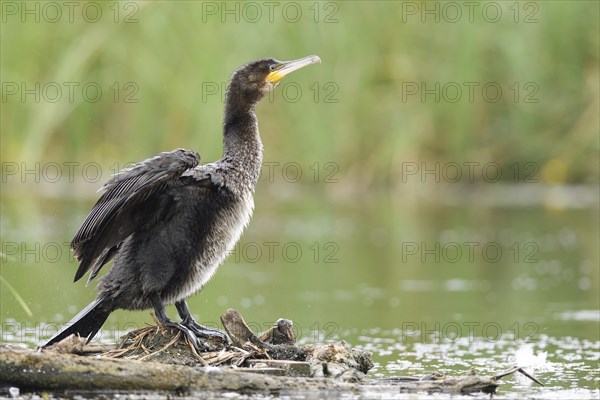 Great cormorant (Phalacrocorax carbo) shakes its feathers