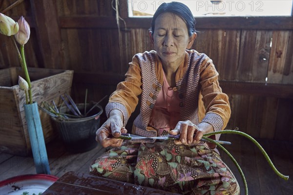 Intha woman wins fibers from a lotus stalk