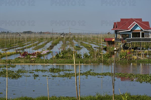 Floating gardens on Inle Lake