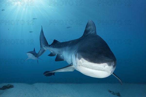 Tiger Shark (Galeocerdo cuvier)