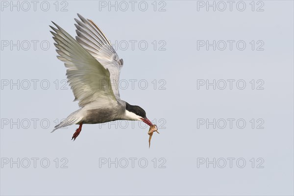 Common tern (Sterna hirundo) with captured frog