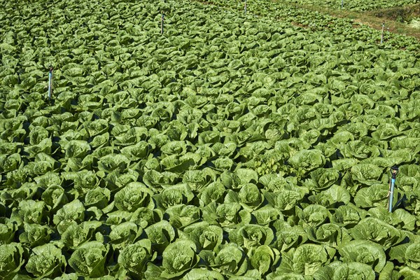 Field with Chinese cabbage