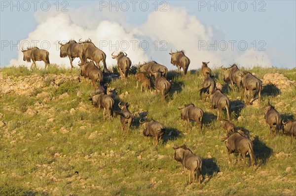 Blue wildebeests (Connochaetes taurinus)