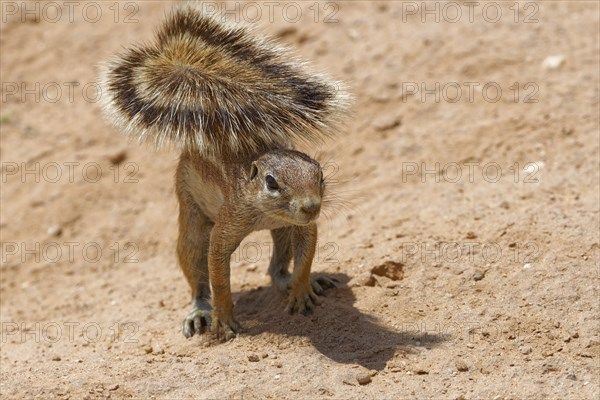 Cape ground squirrel (Xerus inauris)