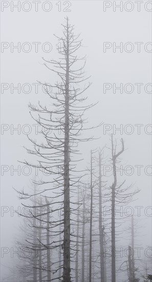 Dead spruce forest