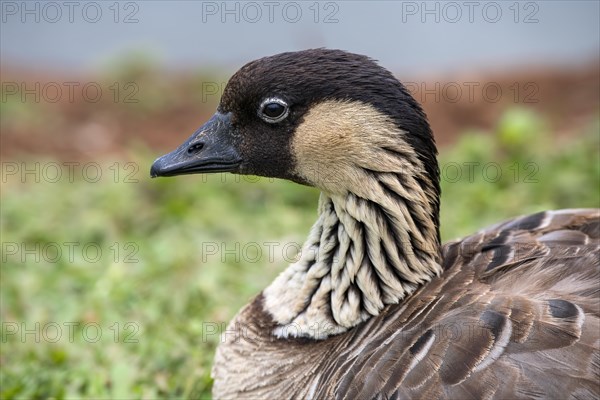 Hawaiian Goose