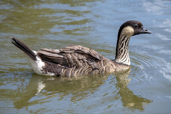 Hawaiian Goose