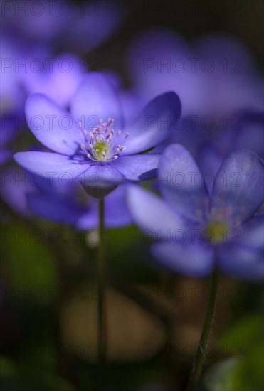 Blue Liverwort