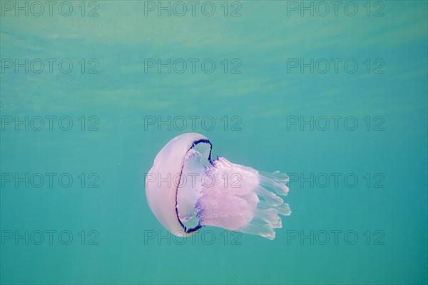 Dustbin-lid jellyfish