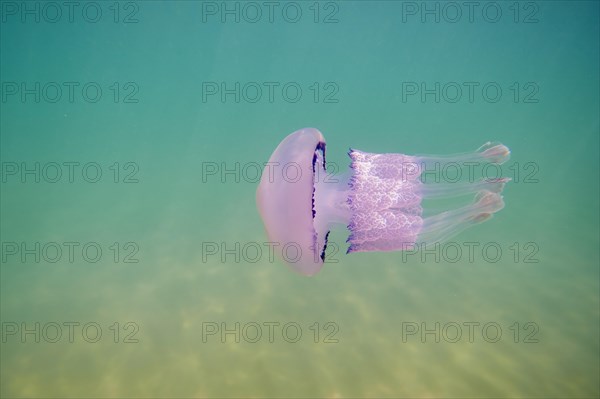 Dustbin-lid jellyfish