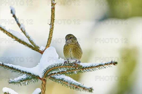 Red crossbill