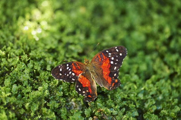 Red lacewing