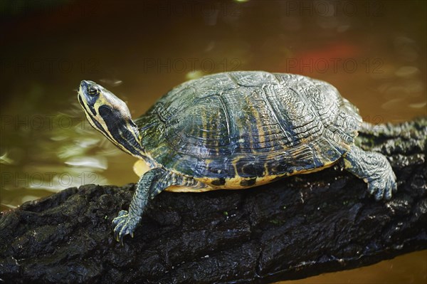 Red-eared slider