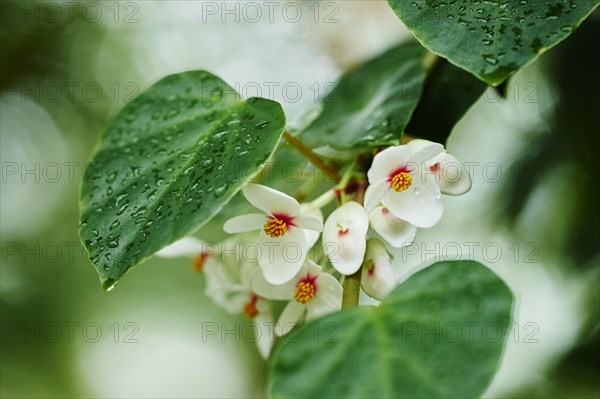 Brazilian Heart Begonia