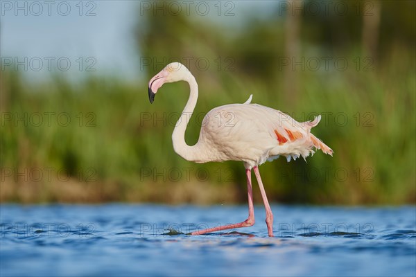 Greater Flamingos