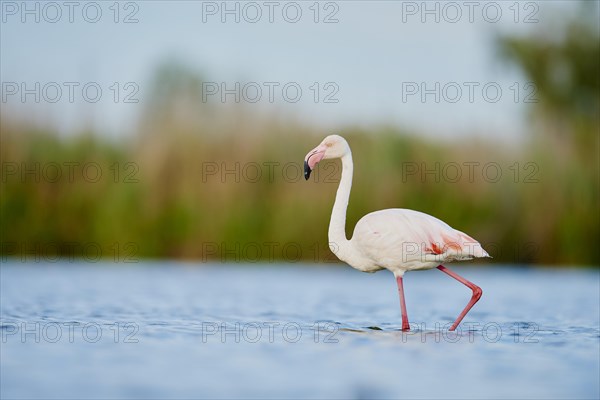 Greater Flamingos