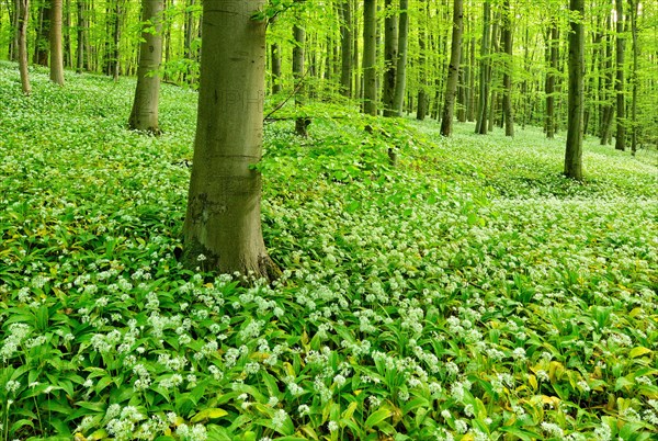 Natural beech forest