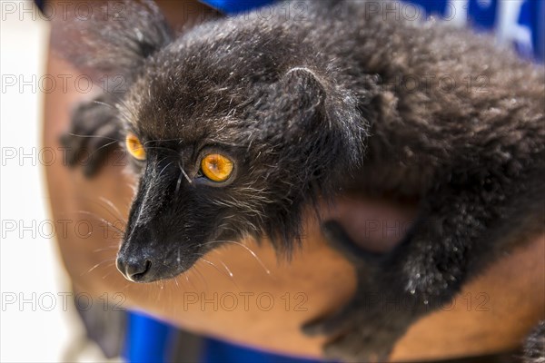 Black Black lemur