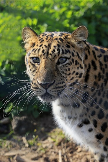 Amur leopard