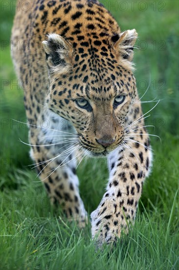 Amur leopard