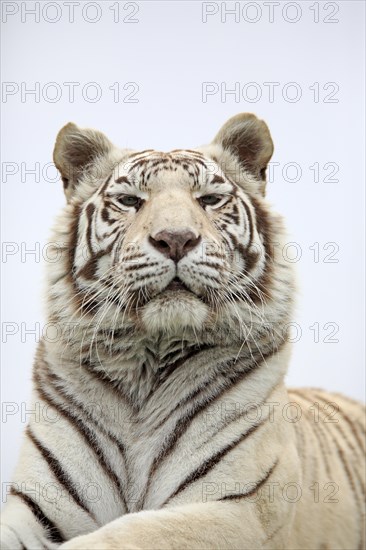 White Bengal tiger