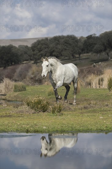 Andalusian horse