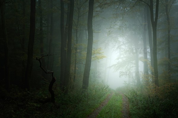 Hiking trail through dark forest