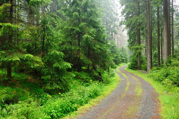 Forest path through misty spruce forest