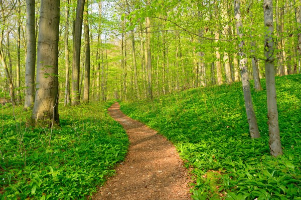 Hiking trail through semi-natural beech forest in spring