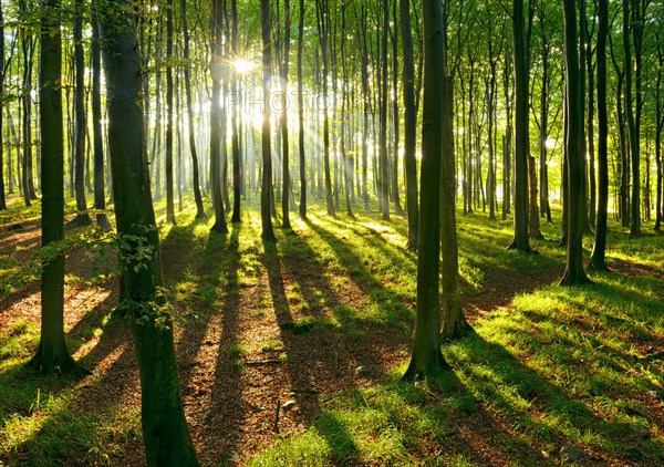 Sunny natural beech forest