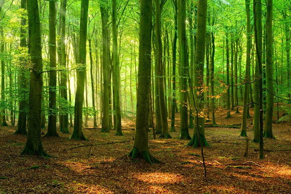 Sunny hall like natural beech forest