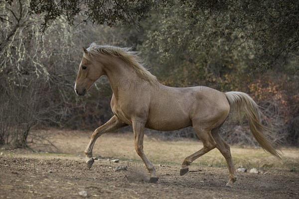 Spanish Palomino Stallion in movement