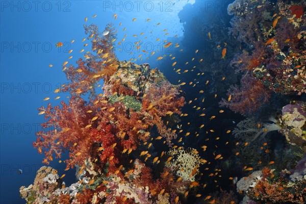Klunzinger's Soft Corals