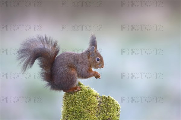 Eurasian red squirrel