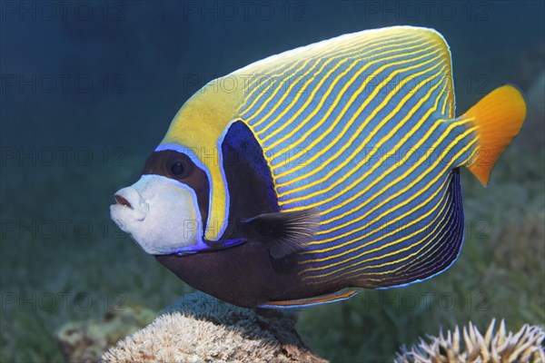 Emperor angelfish