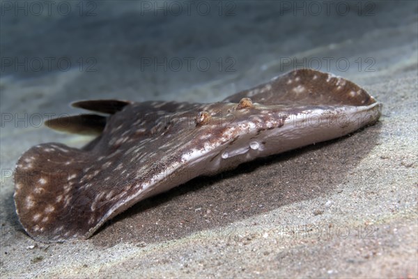 Leopard torpedo