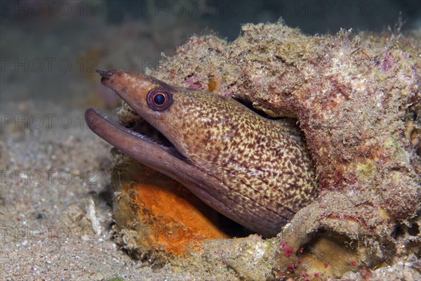 Yellow-edged moray