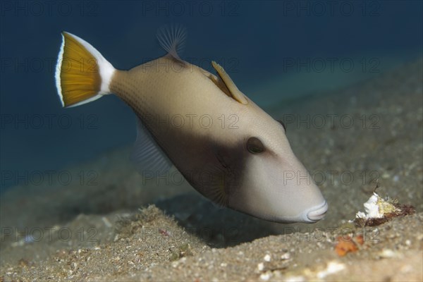 Bluethroat Triggerfish