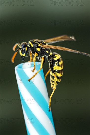 German wasp