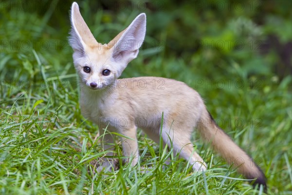 Fennec fox