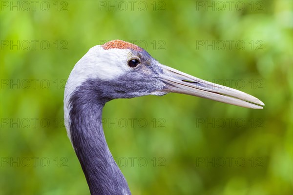 Red-crowned crane