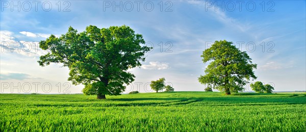 Giant old gnarled oak trees