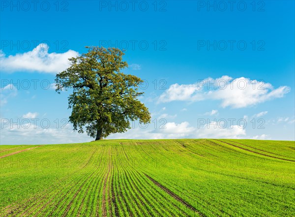 Big old oak