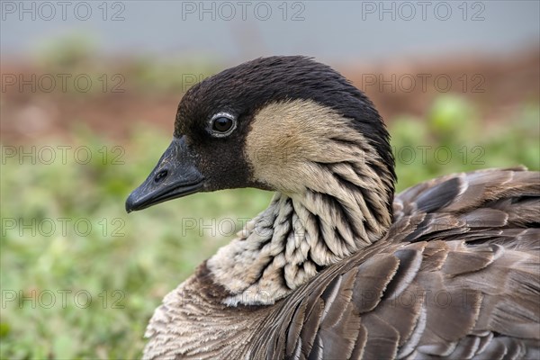 Hawaiian Goose